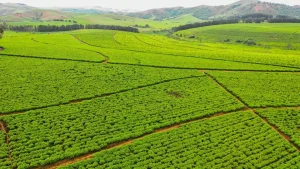 Kenya Tea Sector Must Not Fail