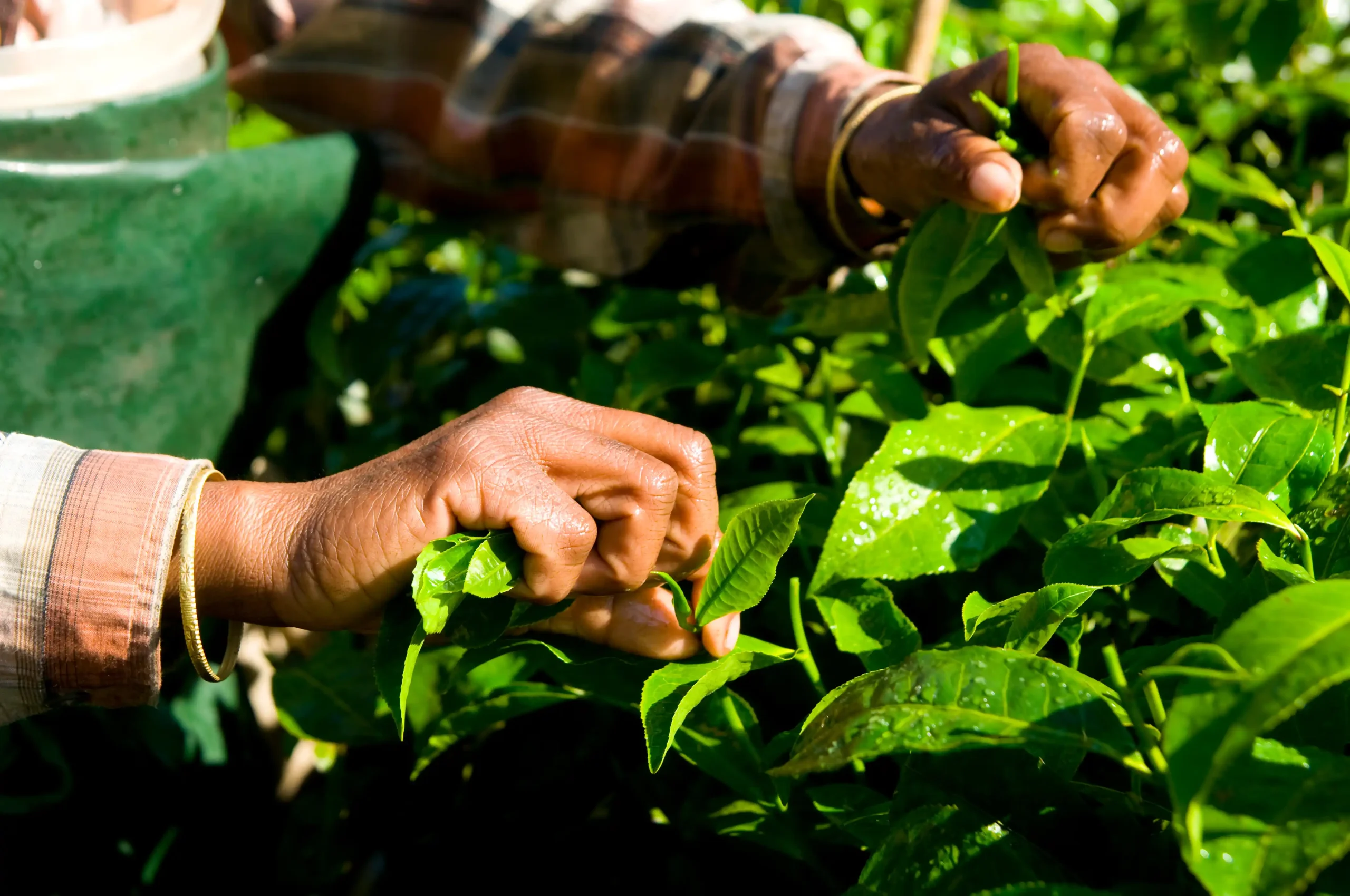 Improving Tea Farmers Earnings: The Challenges